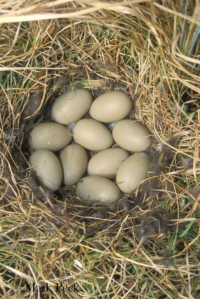 Lesser Scaup by Mark Peck Bird Photography is licensed under CC BY-NC-SA 2.0.
